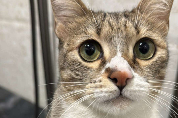 Avocado - The Furious Cat